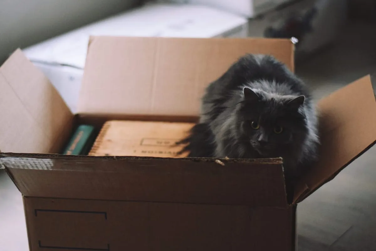 Katze sitzt gemütlich in einem Umzugskarton